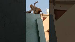 Bin Sajani ke ghar achcha nahin lagta bollywood song hindisong funny monckey shortvideos [upl. by Salvucci785]