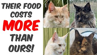 What do Maine Coons eat Are they fussy eaters [upl. by Nacul]