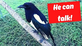 This magpie Talks [upl. by Frankie]