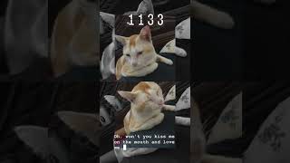 60s Love Story music song cat catlover sailorsong cattok catvideos catshorts shorts animal [upl. by Windham22]