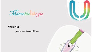 Urgences  MicrobioLOLogie  Yersinia enterocolitica 🦠🧫 [upl. by Herminia840]