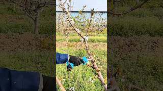 Pruning cherry tree branches process farming [upl. by Adnwahs]