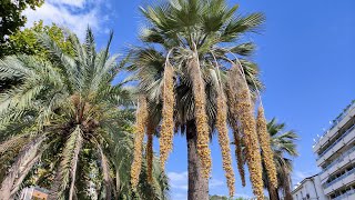 Blue Hesper Palm Brahea armata  one of the sweetest Palm Fruits [upl. by Attemaj]