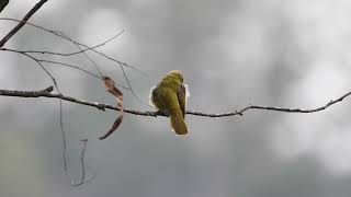 Bell Miner Manorina melanophrys [upl. by Ostler]