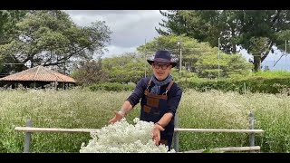 Gypsophila XLence® showcase for retail inspiration by Pieter Landman Danziger amp Florsani [upl. by Eirhtug]