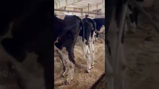 Livestock Import 998917703399 cow agrofarm farming agrolife livestock agro [upl. by Llevrac]