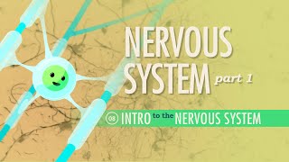 The Nervous System Part 1 Crash Course Anatomy amp Physiology 8 [upl. by Atiana]