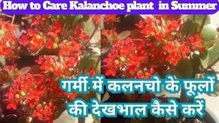 Kalanchoe Plant Care in Summer kalanchoe Plant Propagate kalanchoe Growing tipsseasonalgardening [upl. by Rosalinda]