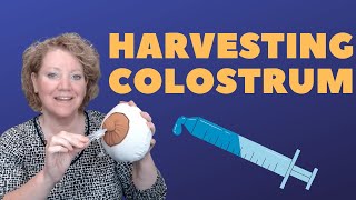 Harvesting Colostrum [upl. by Annamaria]