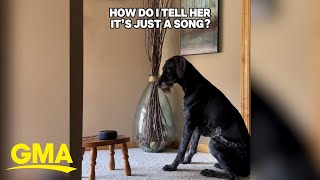 Dog cant stop turning around every time she hears Total Eclipse of the Heart [upl. by Annoiek]