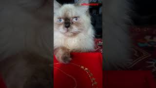 বিড়ালের ভিডিও catmusic cat cats reels trendingshorts shorts youtube ytshorts A4a4a4a4 yt [upl. by Atteuqehs515]