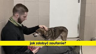 Jak zdobyć zaufanie psa dzięki pomocnikowi [upl. by Suiremed]