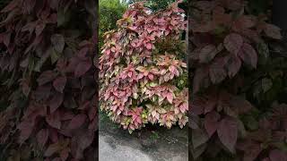 Acalypha wilkesiana plants copper leaf [upl. by Alraep526]