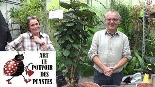 Conseils jardinage polyscia scutellaria Entretien et arrosage plante verte dintérieur [upl. by Bordiuk597]