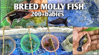 easy to wear breed molly fish at home  200 babies how possible mollybreedinghindiaquariumfish [upl. by Schweitzer]