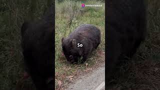 Wombats Unique Defense Mechanism viralvideo facts trending invideoai youtubeshorts shorts [upl. by Berri]