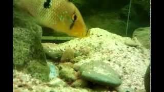 geophagus brasiliensis breed [upl. by Llarret]