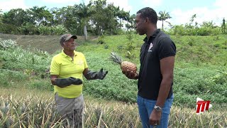 In Depth With Dike Rostant  Tableland Pineapple Farmers Association [upl. by Feinberg]