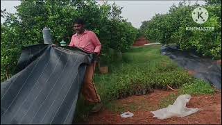 Weed  Grass control with weedmat in MosabmiBattai Garden [upl. by Thomsen]