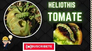 Heliothis en Tomate [upl. by Kaya]