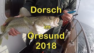 Dorsch im Öresund  2018 [upl. by Munsey766]