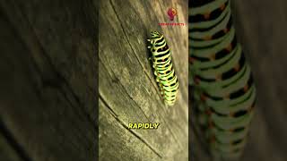 Caterpillarss Facts insects nature caterpillar shorts entomology [upl. by Temhem]