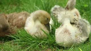 First Month of Raising Welsh Harlequin Ducks [upl. by Panthea]