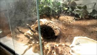 Acanthoscurria geniculata goes wild [upl. by Mis]