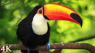 11 HOURS of Rainforest Birds in 4K  Colorful Breathtaking Birds with Sound by Nature Relaxation [upl. by Jola]