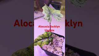 Alocasia Jacklyn update plants houseplants indoorplants alocasia 2024 beautiful happy [upl. by Ahseem]