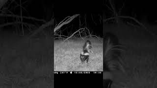 Skunk BOG Blood Moon Trail Camera wildlife [upl. by Nehtanoj2]