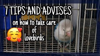 How to take care of lovebirds  Complete Care Guide For Lovebirds [upl. by Neraj996]