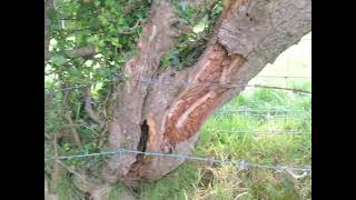 Hands on Hedges Laying amp Coppicing of Hedgerows [upl. by Eical]