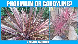 Phormium or Cordyline [upl. by Idnim]