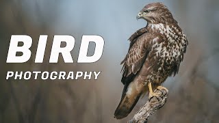 BIRD PHOTOGRAPHY from a hide [upl. by Vikky]