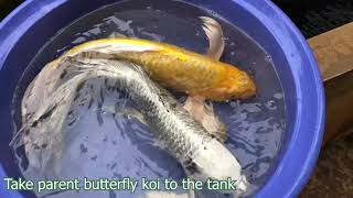 Discover the Hidden Techniques for Breeding Butterfly Koi Fish [upl. by Mainis659]