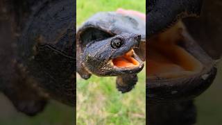 Snapping Turtle Tried To Give Me Kisses 😘 nature youtubeshorts turtle viral animals trending [upl. by Iveson]