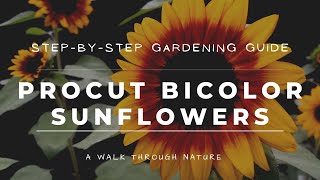 HOW TO GROW PROCUT BICOLOR SUNFLOWERS AT HOME [upl. by Hinman]