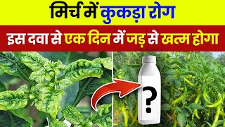 मिर्च में कुकड़ा रोग के नियंत्रण  Mirch me kukra rog  Chilli Leaf Curl Virus  mirch ki kheti [upl. by Emeline]