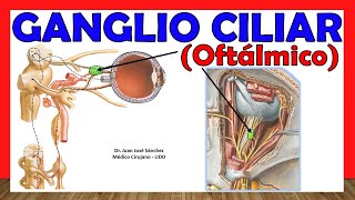 🥇 Anatomía del GANGLIO CILIAR OFTÁLMICO ¡Explicación Sencilla [upl. by Ebbie468]