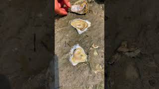 Oyster So Delicious Wow So Fresh oyster seafood usa food [upl. by Calica346]