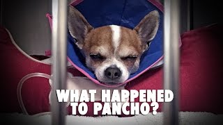 What happened to Pancho [upl. by Belva558]