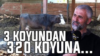 3 Koyundan 320 Koyuna  Bu Hayvan Mandayı Aratmıyor [upl. by Reinhard]