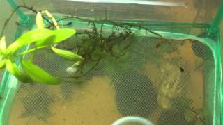 4 Week Old Corydoras Catfish Fry [upl. by Bathsheb349]