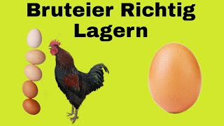 Bruteier Richtig lagern [upl. by Ajnin]