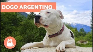 Dogo Argentino  Tudo sobre a raça [upl. by Oneg]