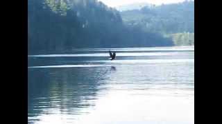 Bald Eagle vs Osprey Short [upl. by Rochkind532]