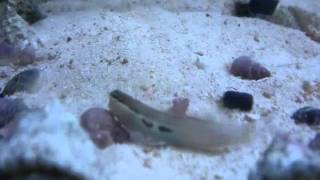 Two Spot Bimaculatus Blenny [upl. by Hammer]