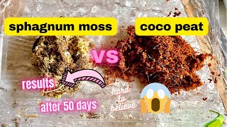 SPHAGNUM MOSS VS COCO PEAT Which is better for propagationresults are shocking [upl. by Imeon]