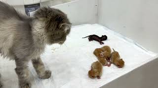 Mama cat abandoned her newborn kittens other cats rush to help [upl. by Anigue78]